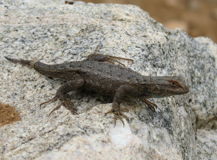 Plateau Fence Lizard